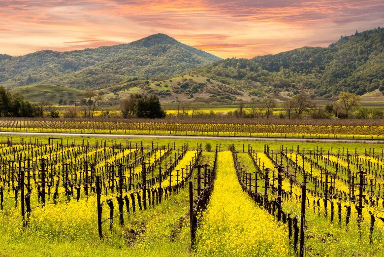 Mustard season in Yountville runs through February & March