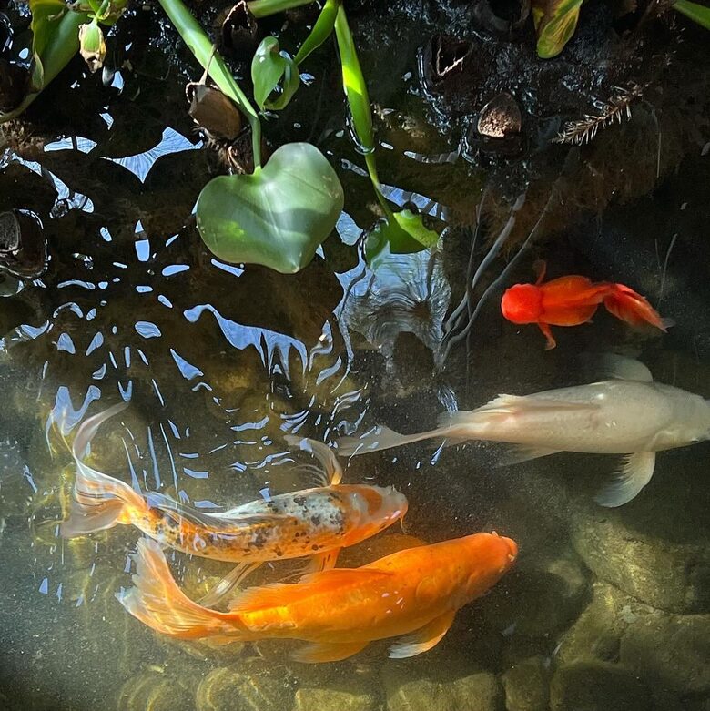 Koi fish pond