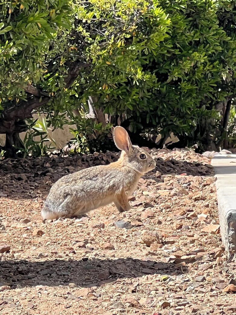 SaddleBrooke YukiBird Villa - Saddlebrooke, Arizona
