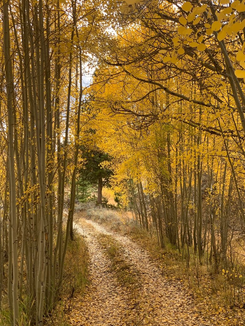 Aspens in the fall