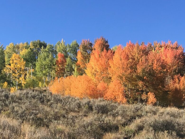 Fall color in the open space
