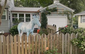 Equis standing guard over kitchen garden.