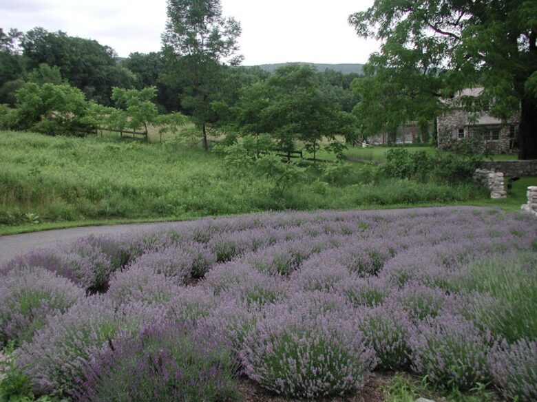 Lavender Hill Estate | Private 37 acres,1.5 hour from NYC, Heated Pool, Jacuzzi - Pine Bush, New York