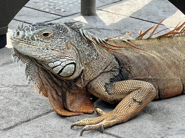 Iguana that "live" in the gardens