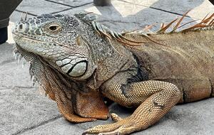 Iguana that "live" in the gardens