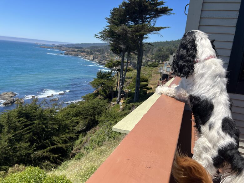 Oceanfront w/ sweeping views, decks, hot tub and dog friendly! Gualala/ Sea Ranch - Gualala, California