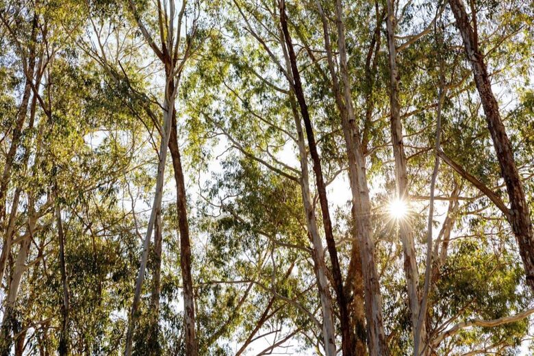 River Run - Bright, Australia