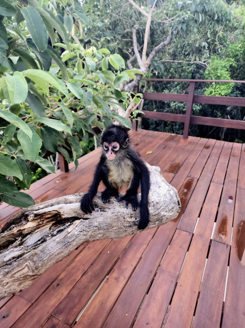 Serenity in the Jungle - Puerto Morelos, Mexico
