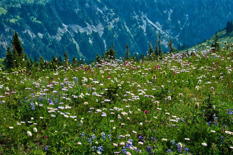 Lost Owl Lodge - Packwood, Washington
