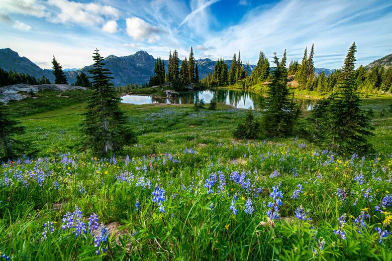 Lost Owl Lodge - Packwood, Washington