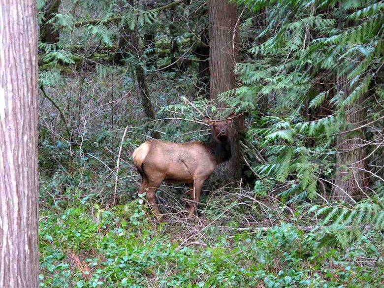Lost Owl Lodge - Packwood, Washington