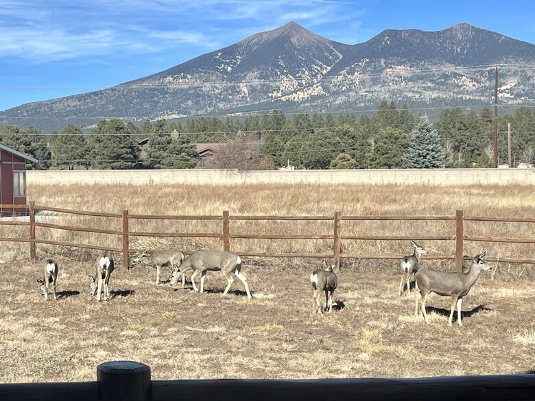 Mountain Views with frequent deer visitors