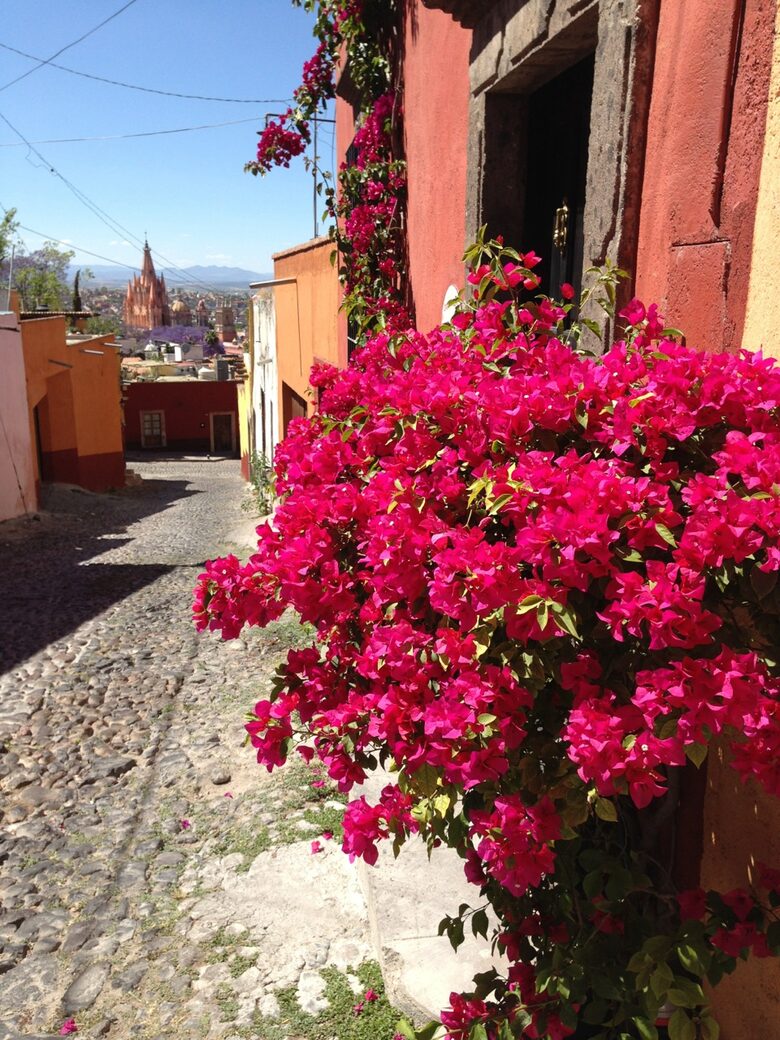 Bougainvilla in bloom at front door