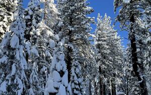 Pineland Getaway - Tahoe City, California