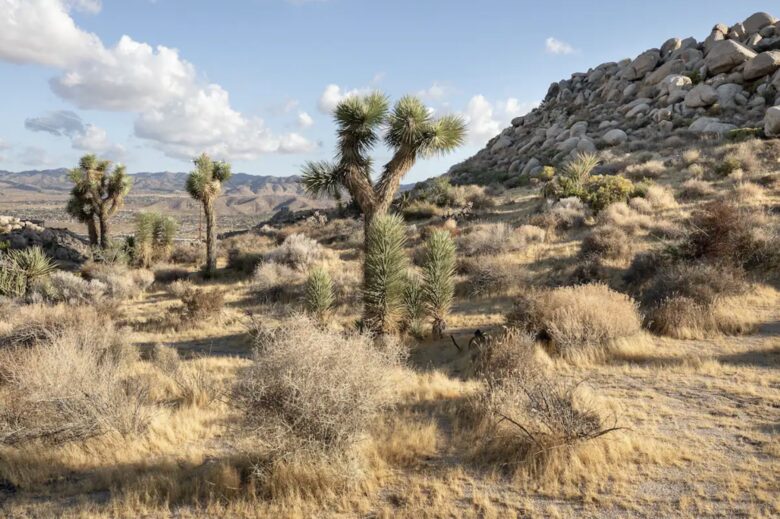 Yucca Valley Vistas - Yucca Valley, California