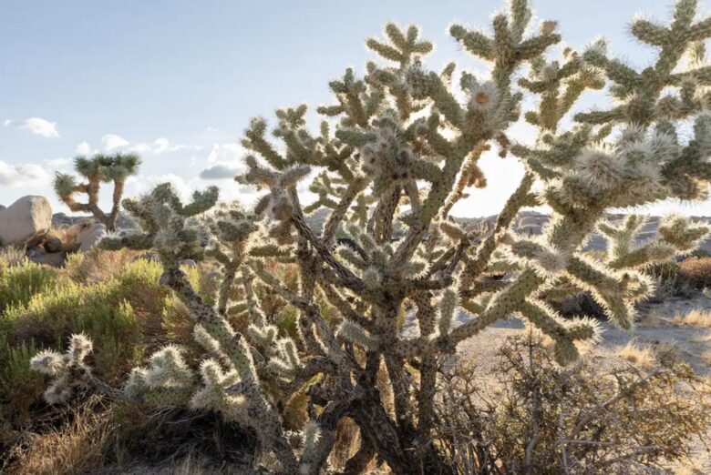 Yucca Valley Vistas - Yucca Valley, California