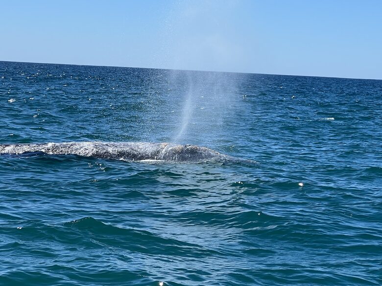 Chic Cabo Getaway | Panoramic Ocean View, Hot Tub, Top Surf Breaks - San José del Cabo, Mexico