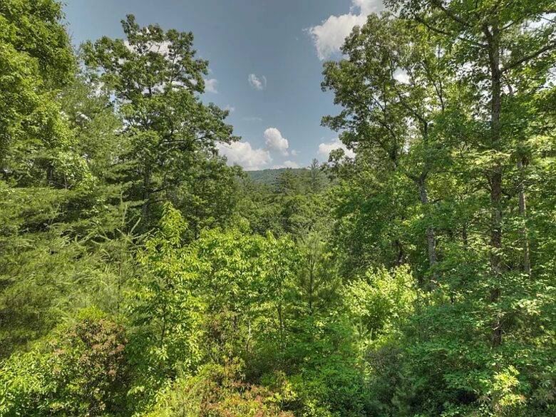 Cabin on the top of Woody Mountain - Blue Ridge, Georgia