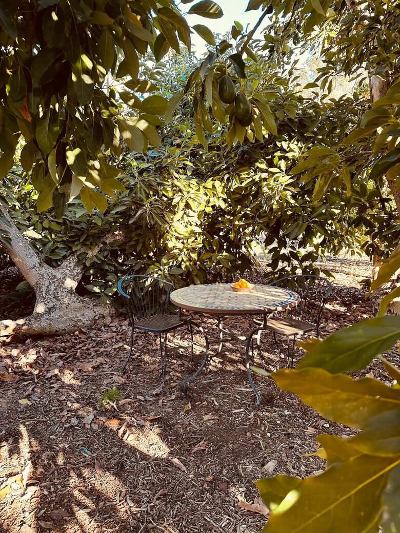 Magical spot under the avocado trees