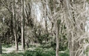 The Endless Summer | 30 Second Walk to the Beach - Culburra Beach, Australia