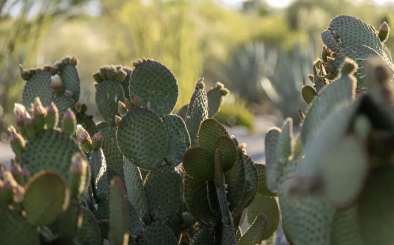 Casa Catalina - Tucson, Arizona