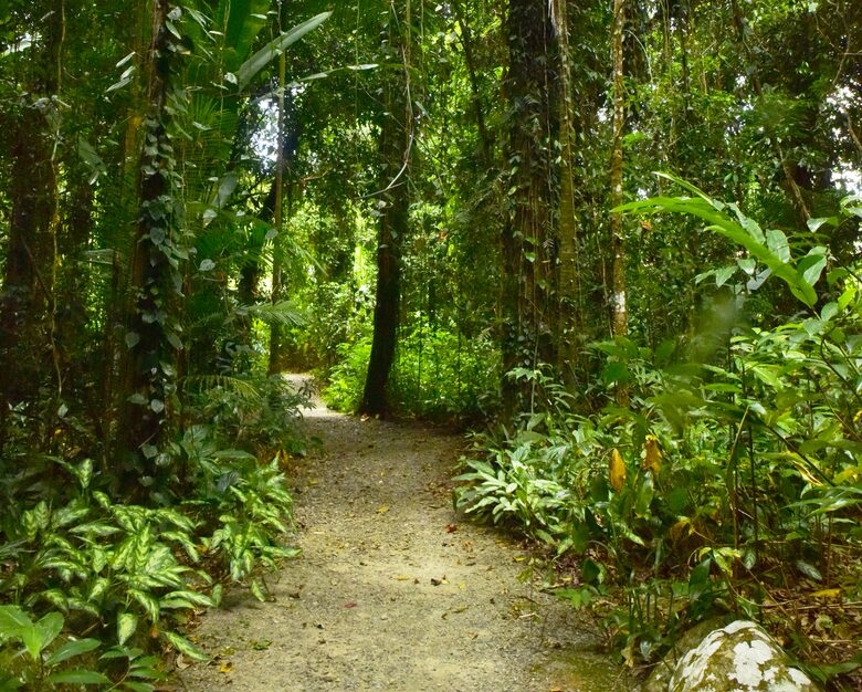 Misty Mountains Hideaway | A Rainforest Retreat - Bellenden Ker, Australia