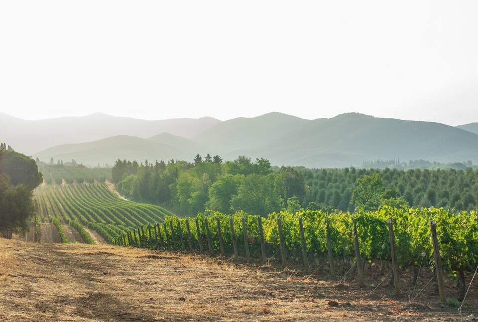 Pure Luxury:       Casa Gaga Estates- Vineyard Retreat - Geyserville, California