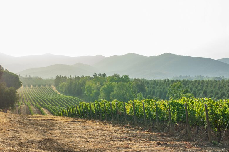 Pure Luxury: Casa Gaga Estates- Vineyard Retreat - Geyserville, California