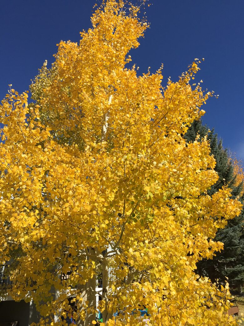 Fall in Vail