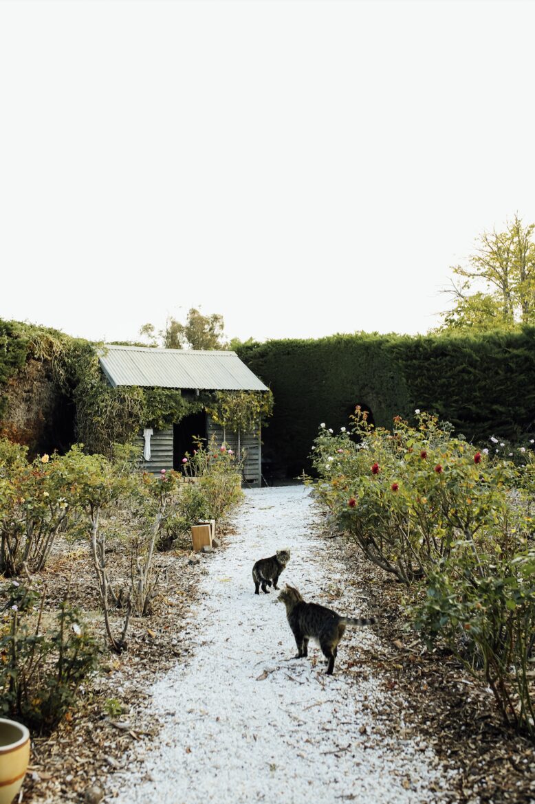 The Homestead at Mount William Station - Grampians, VIC, Australia