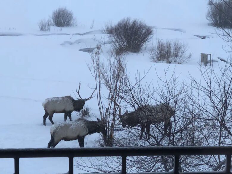 Elk!