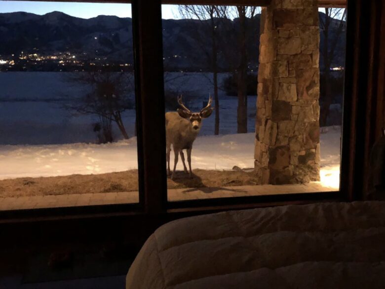 Deer at lower level master bedroom :)