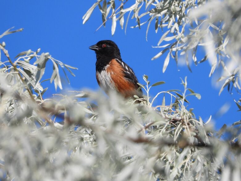 Buena Vista Adobe Hideaway | 20 minutes to Taos Ski Valley - El Prado, New Mexico