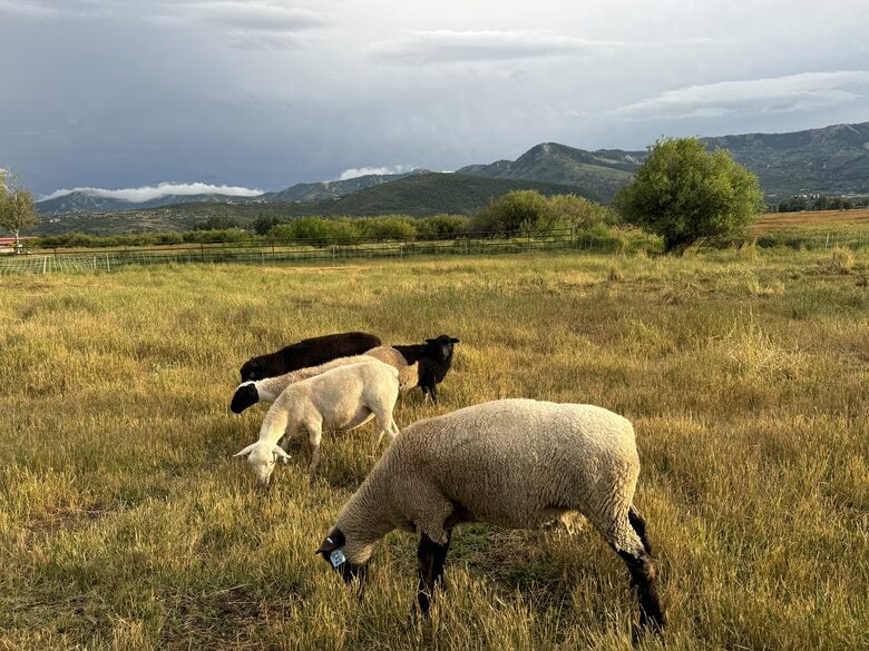 Summer sheep that graze in our yard