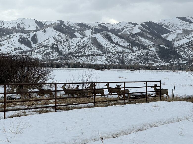 deer family beyond fence, looking toward ski slopes