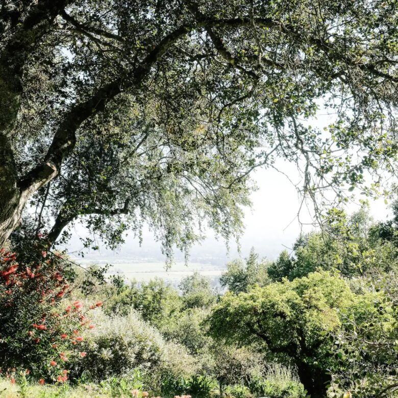 Wine Country Mountain Top Retreat - Santa Rosa, California