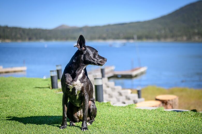 Pet Friendly Property