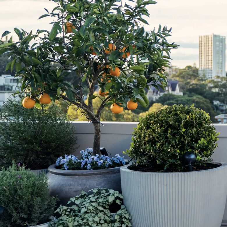 Stylish 1 Bedroom Penthouse with Large Terrace - Edgecliff, Australia