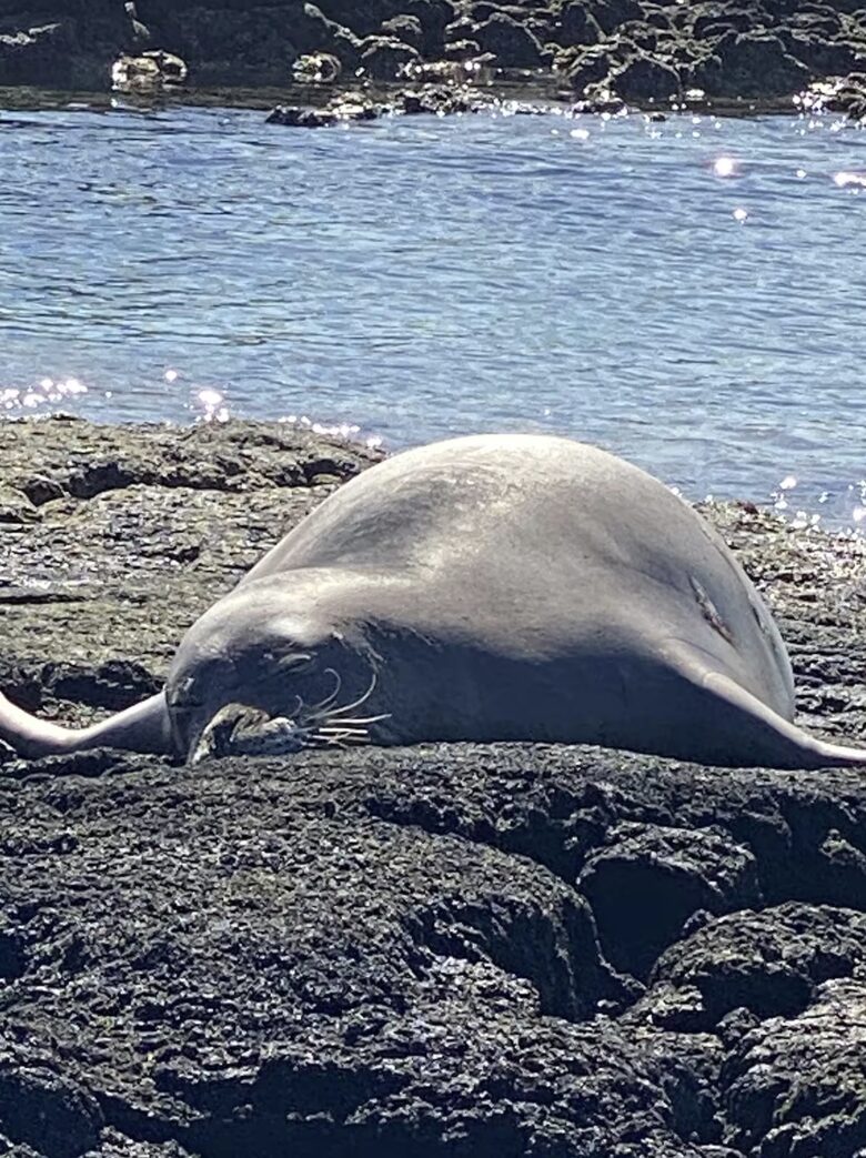 Ke Ola Kai | "Sea Life" - Kamuela, Hawaii
