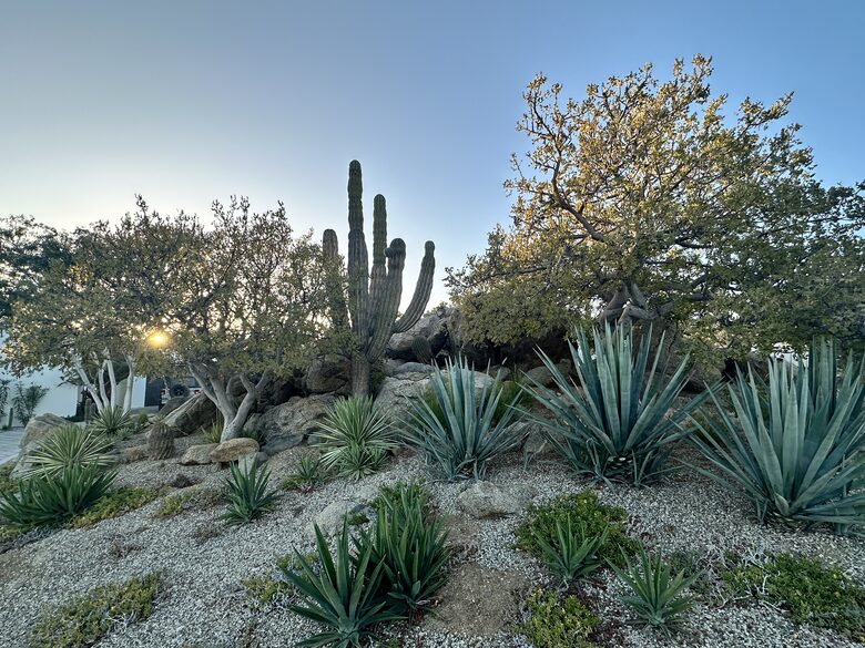 Front yard desert landscaping