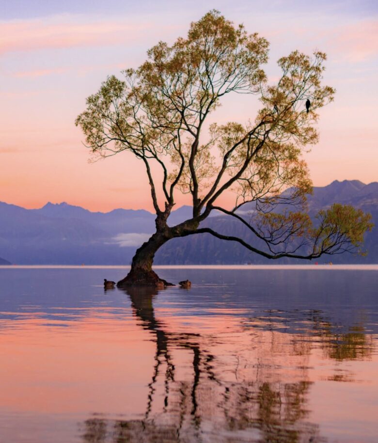 That Wanaka Tree House | BEST Lake Front Location - Wānaka, New Zealand