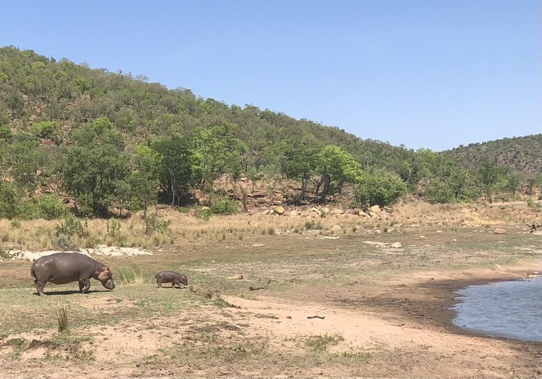 Big Five Game Lodge Tsheshepe - Vaalwater, South Africa