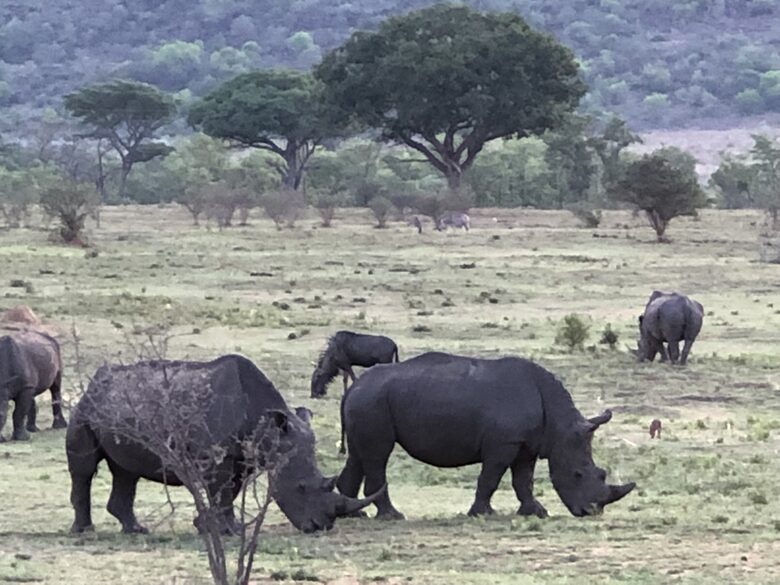 Big Five Game Lodge Tsheshepe - Vaalwater, South Africa