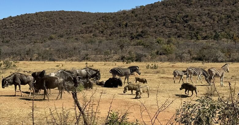 Big Five Game Lodge Tsheshepe - Vaalwater, South Africa