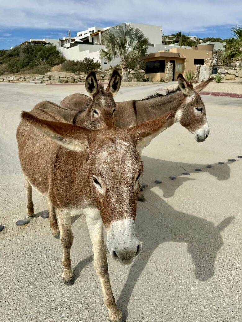Some of the friendly neighbors!