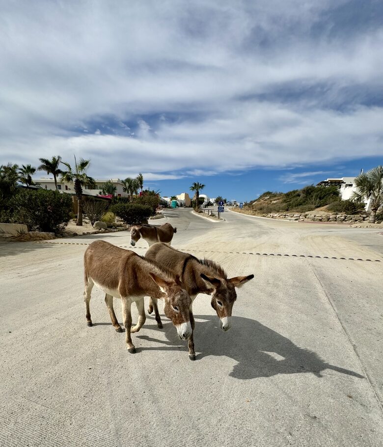 Friendly neighborhood burros