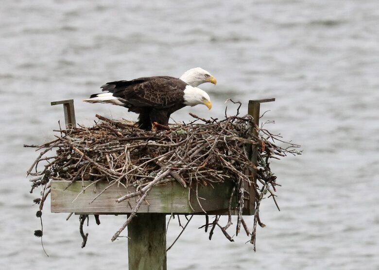 American Bald Eagles are frequent visitors at Elm Bank