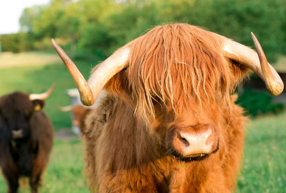 OUR HIGHLAND FRIENDS