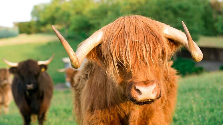 OUR HIGHLAND FRIENDS