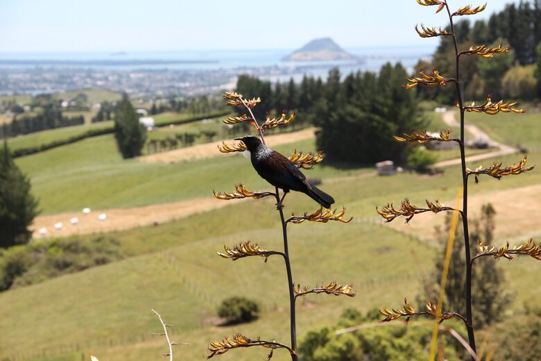TUI